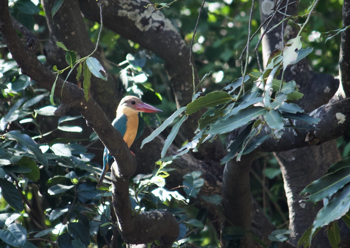Stork-billed Kingfisher - ML643873143