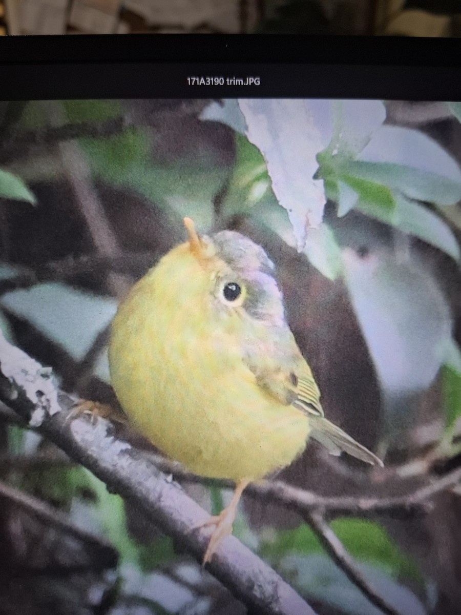 Martens's Warbler - ML643873144