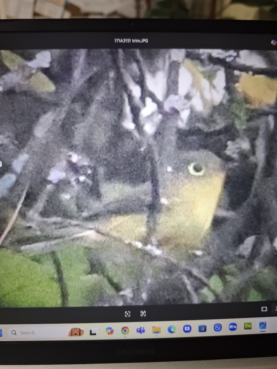 Martens's Warbler - ML643873150