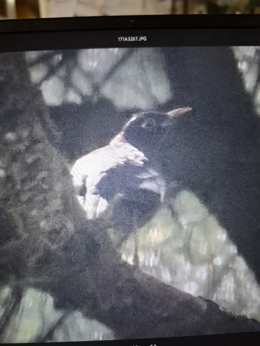 Gray-winged Blackbird - ML643873162