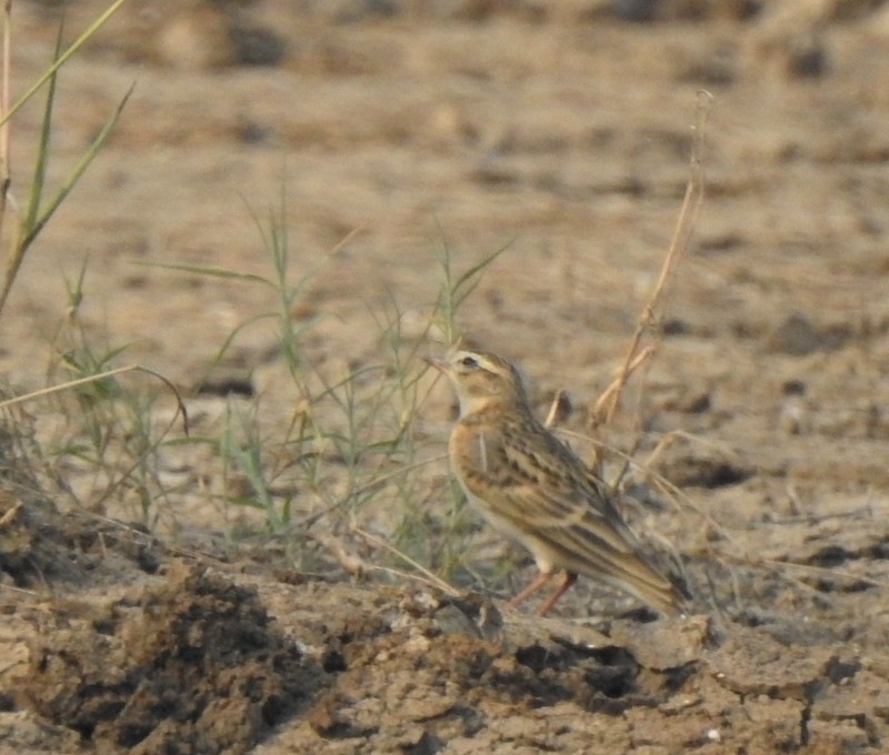 skřivánek tibetský - ML643873164