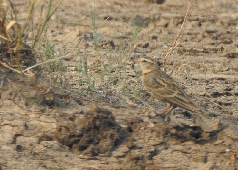 skřivánek tibetský - ML643873165