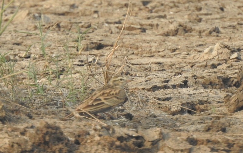 skřivánek tibetský - ML643873166