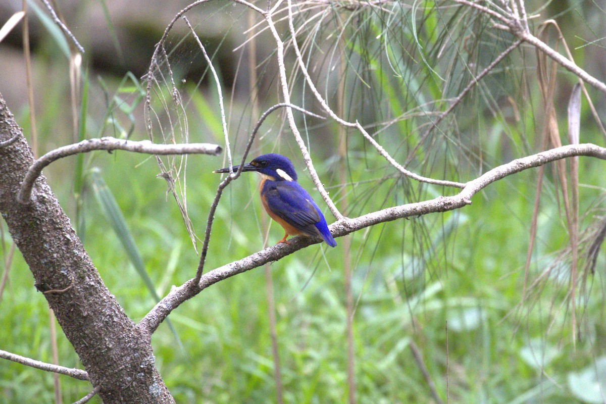 Azure Kingfisher - ML643873179