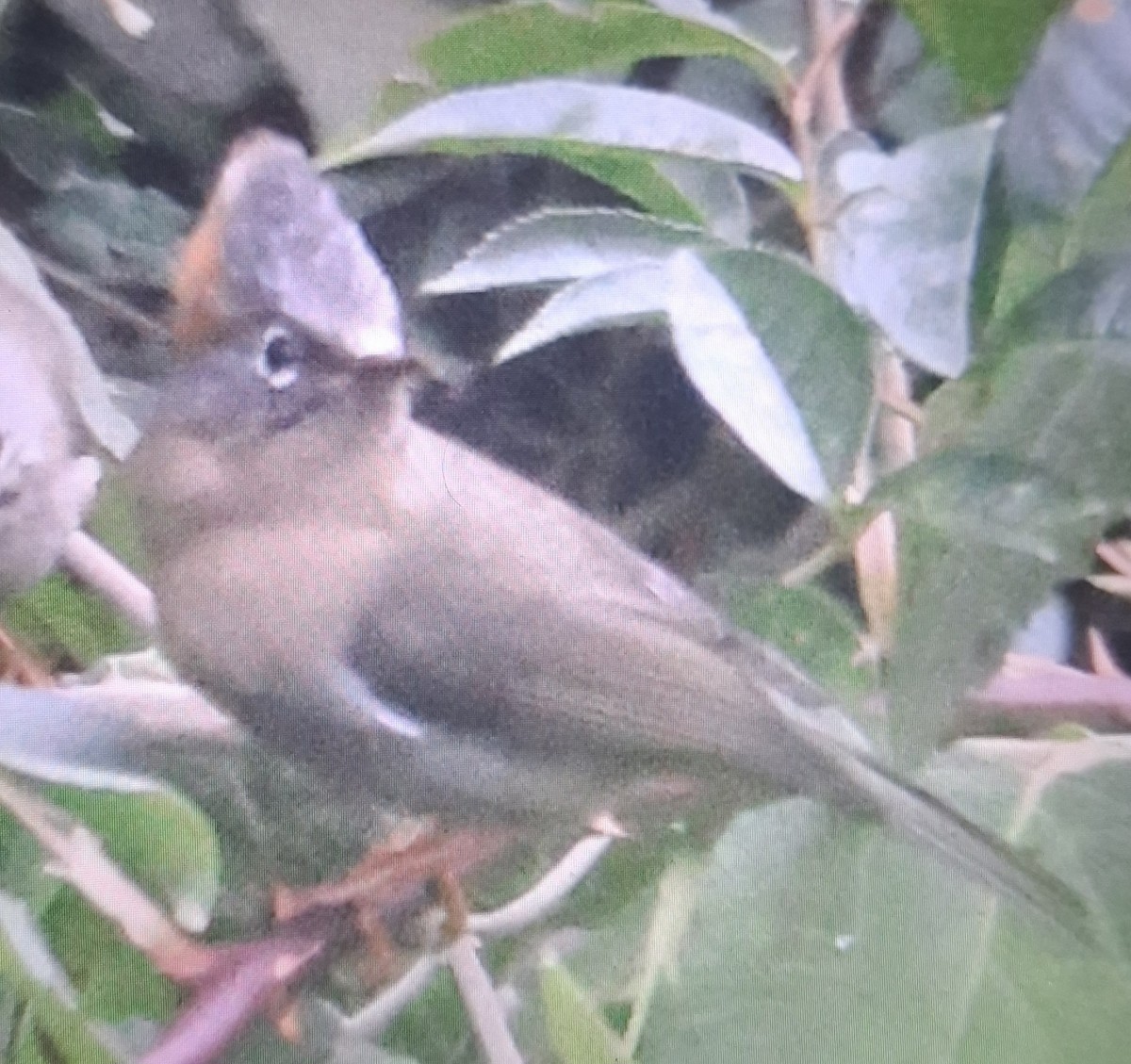 Yuhina à ventre roux - ML643873196