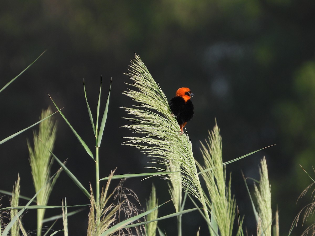 Southern Red Bishop - ML643873197