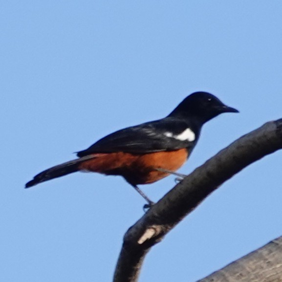 Mocking Cliff-Chat - ML643873236