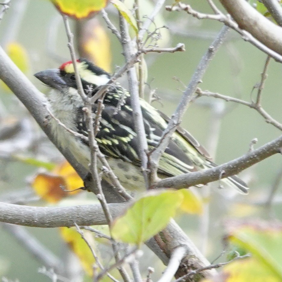 Barbudo Diademado - ML643873261
