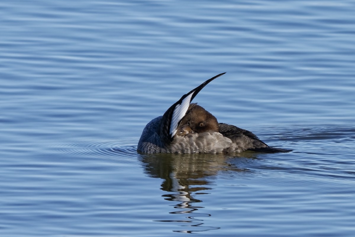 Common Goldeneye - ML643873267