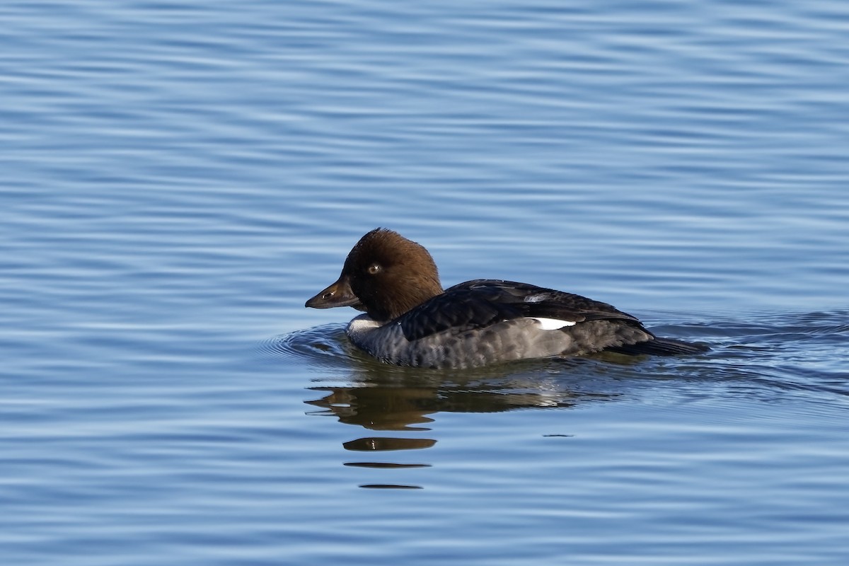 Common Goldeneye - ML643873268