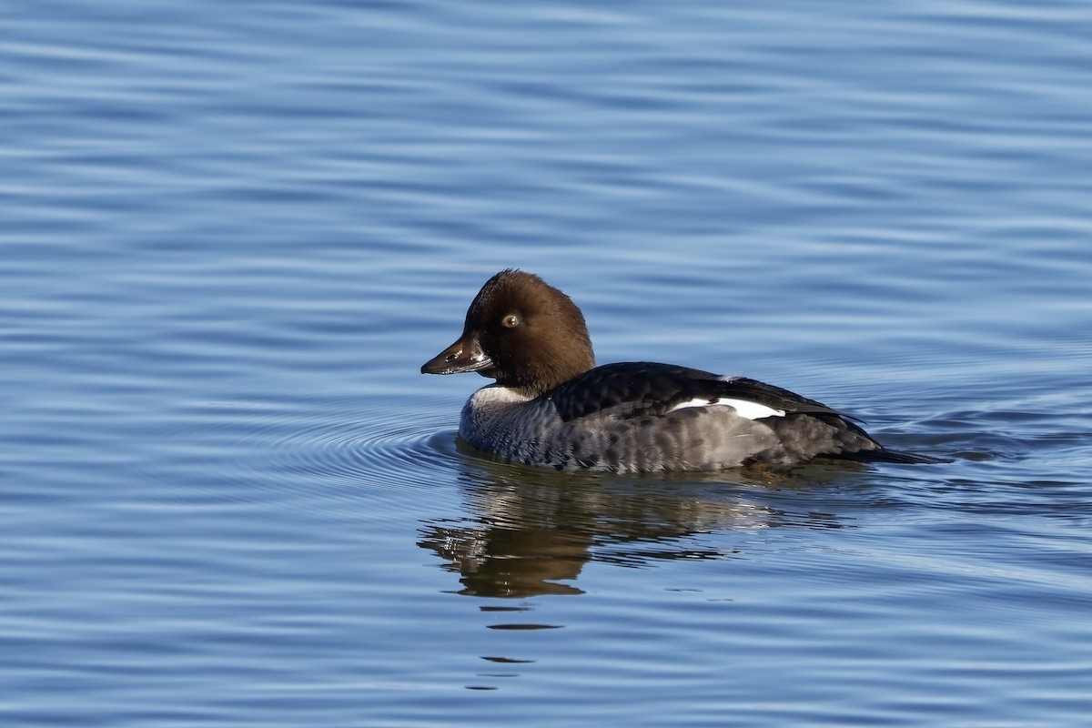 Common Goldeneye - ML643873269