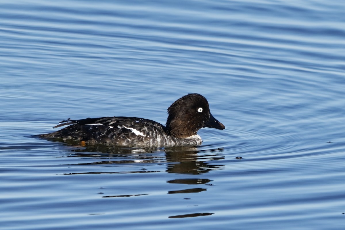 Common Goldeneye - ML643873276