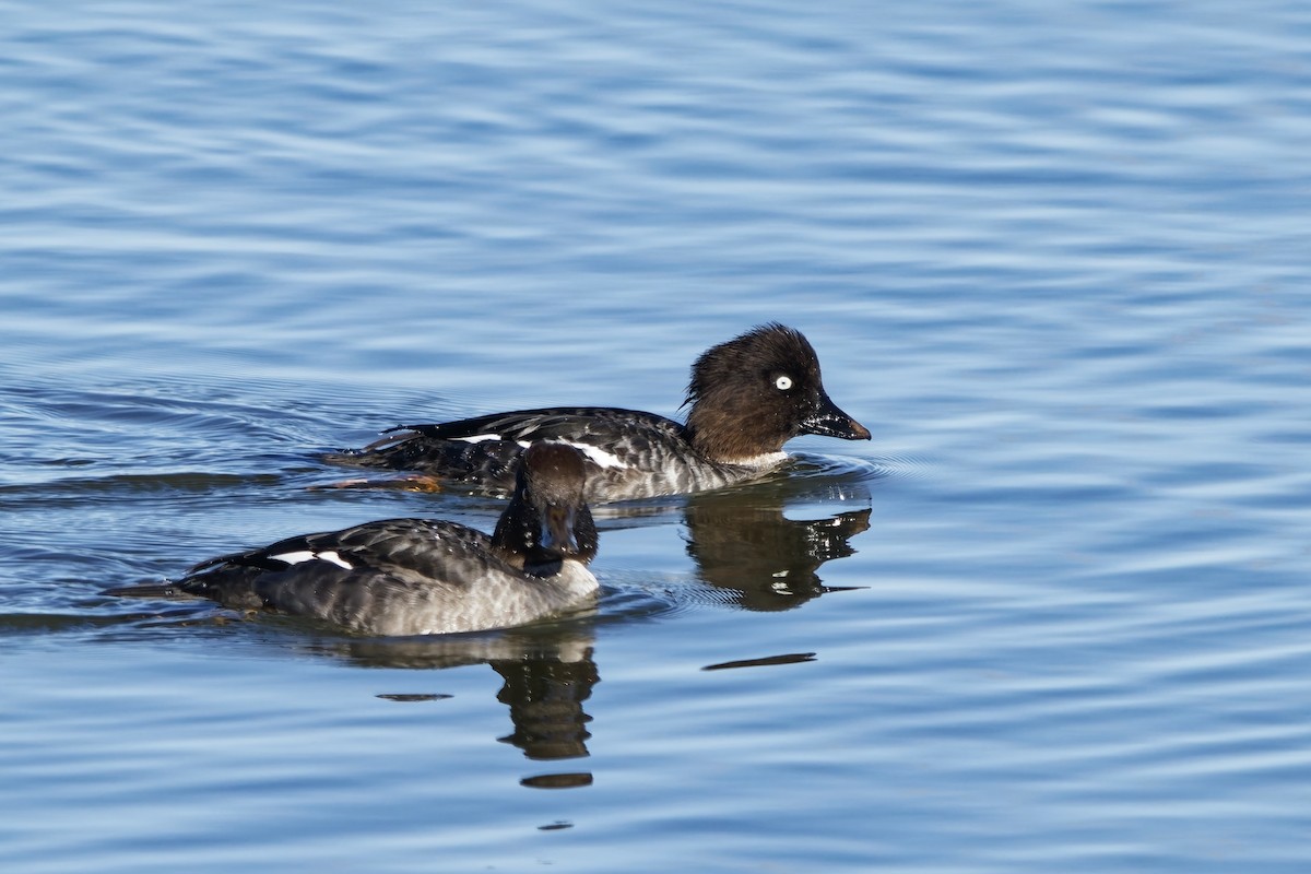Common Goldeneye - ML643873277
