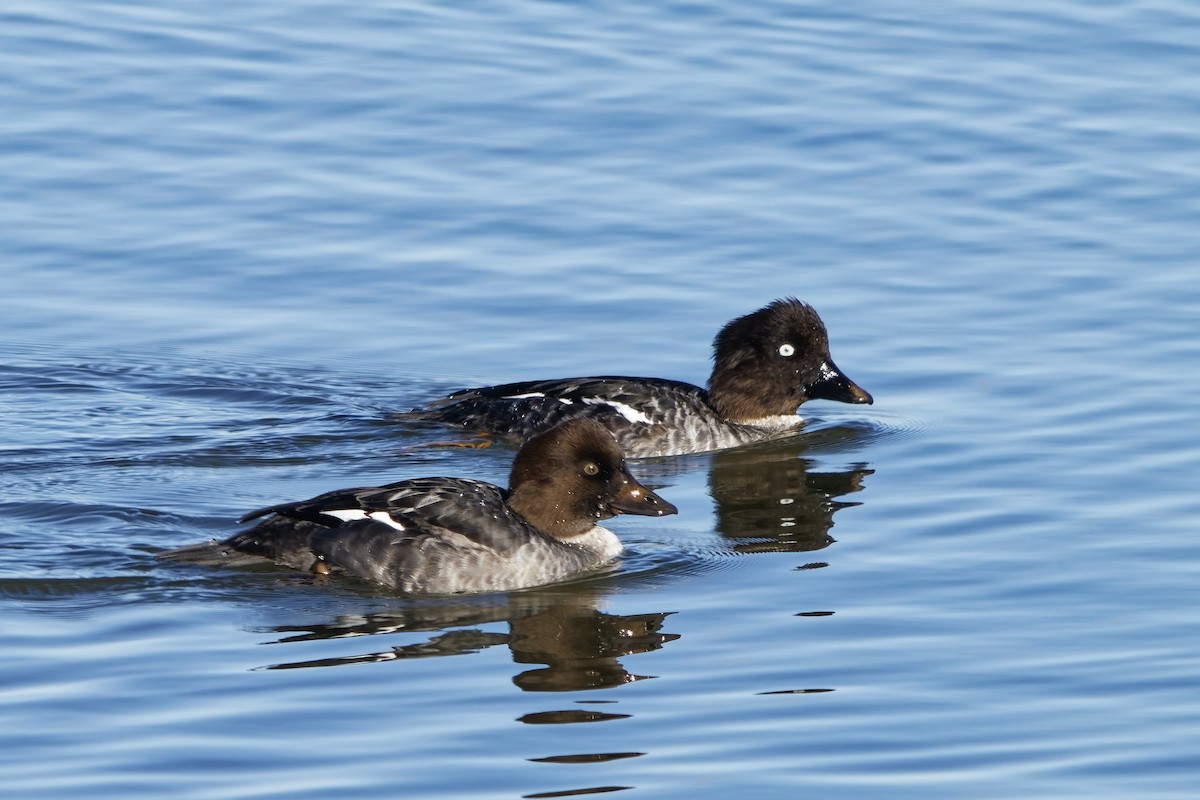 Common Goldeneye - ML643873278