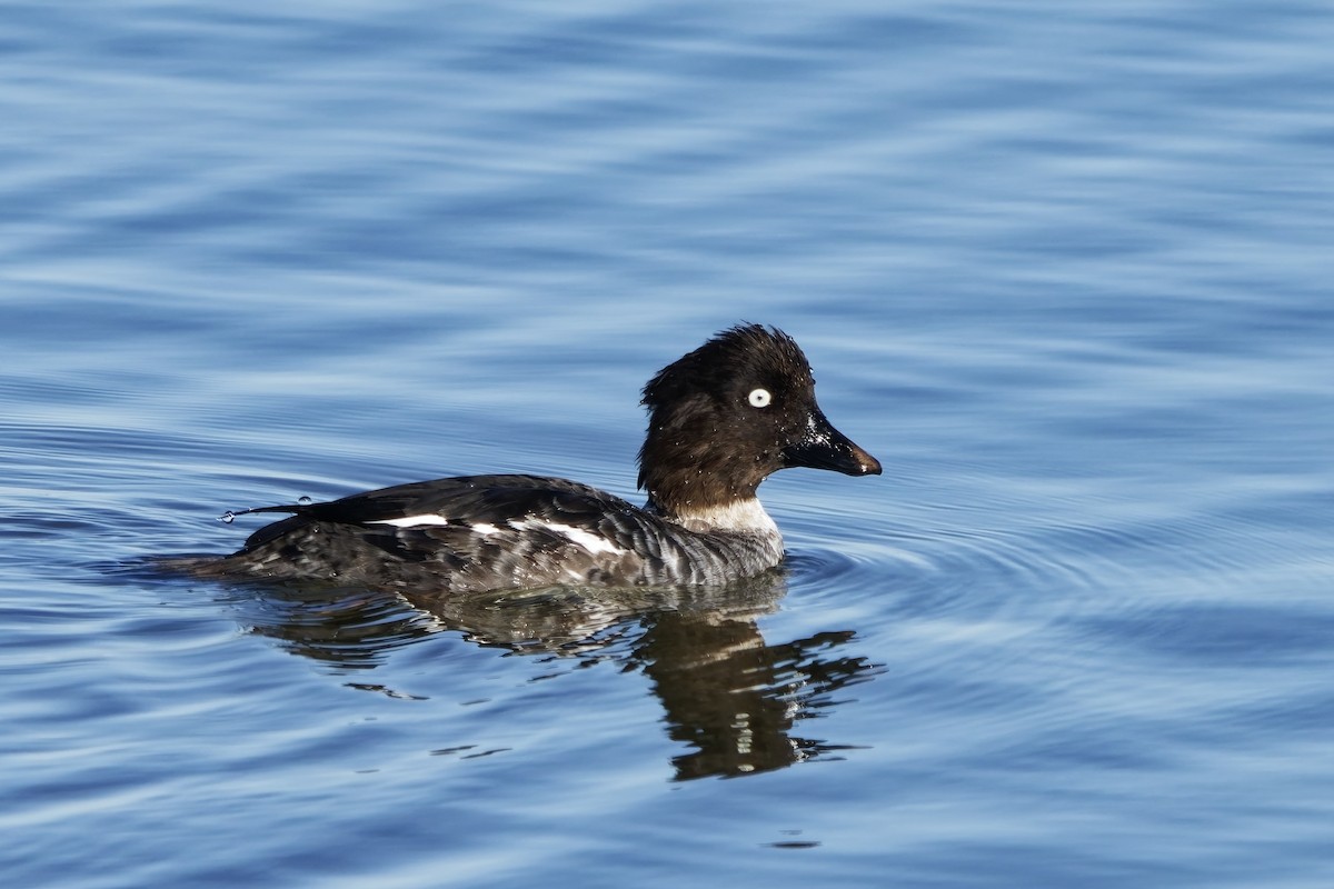 Common Goldeneye - ML643873279