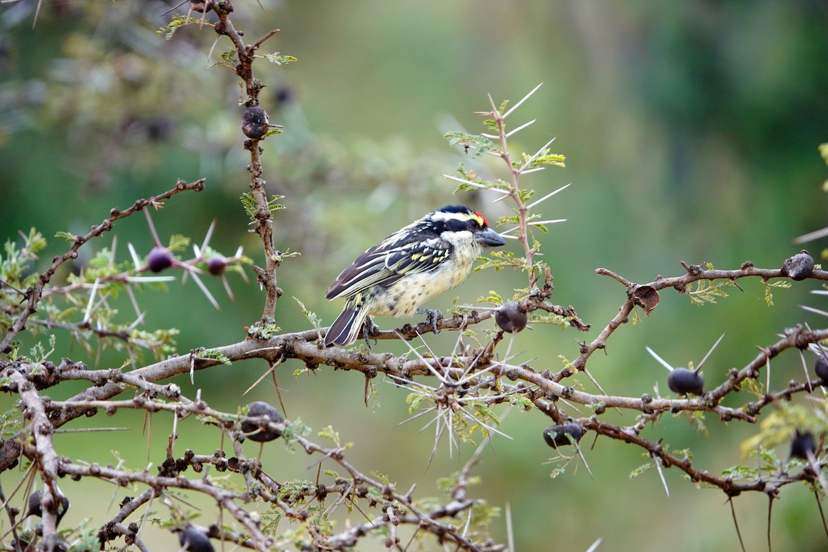 Barbudo Diademado - ML643873280