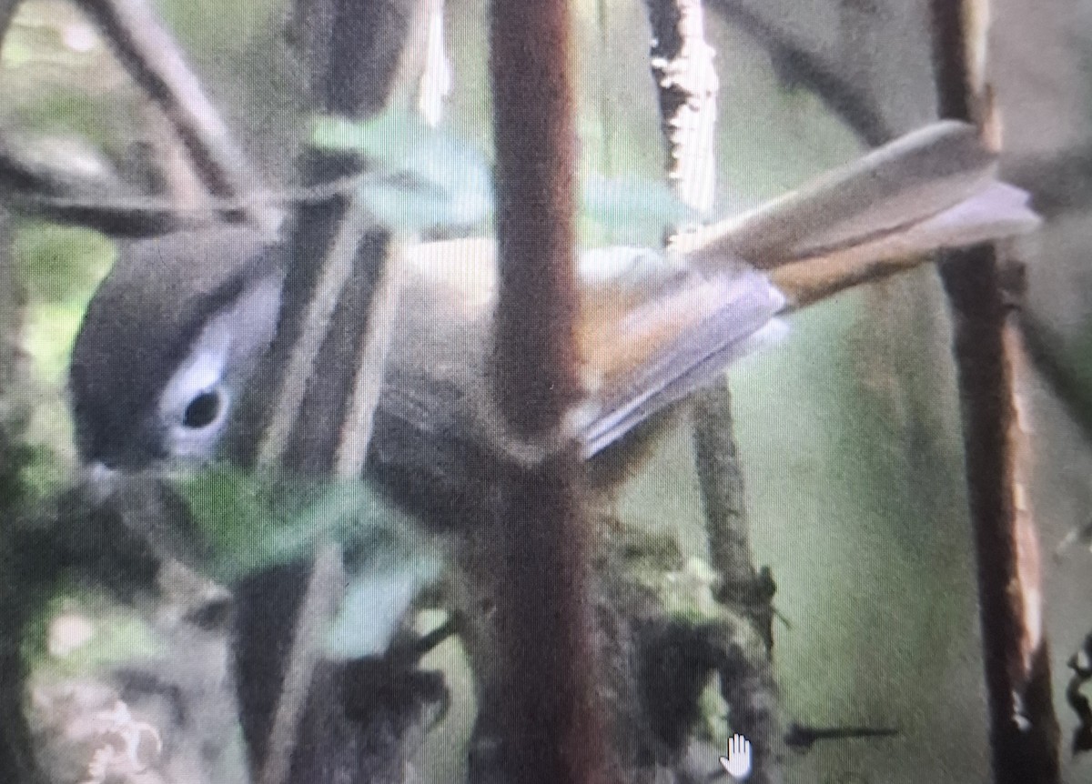 White-browed Fulvetta - ML643873284