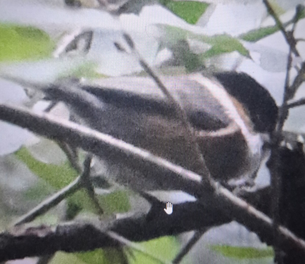 Black-browed Tit - ML643873291