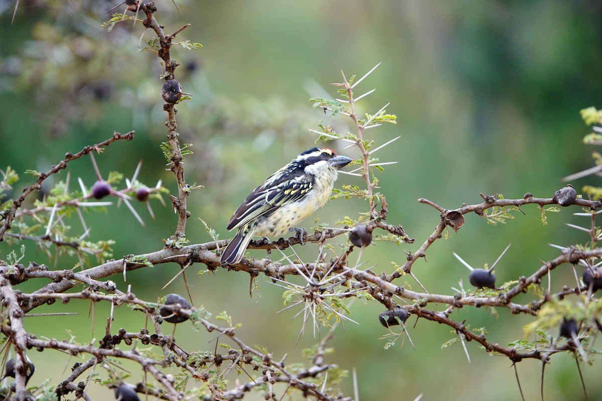 Barbudo Diademado - ML643873303