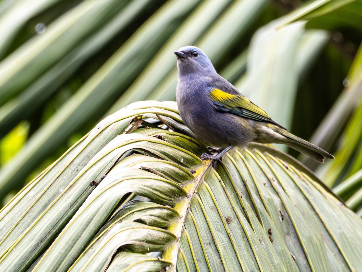 Golden-chevroned Tanager - ML643873314