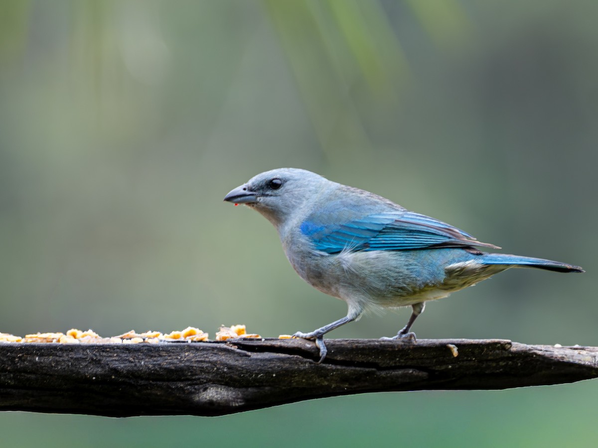 Azure-shouldered Tanager - ML643873319