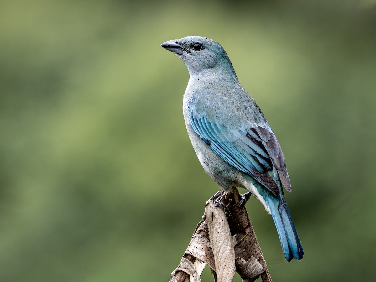 Azure-shouldered Tanager - ML643873320