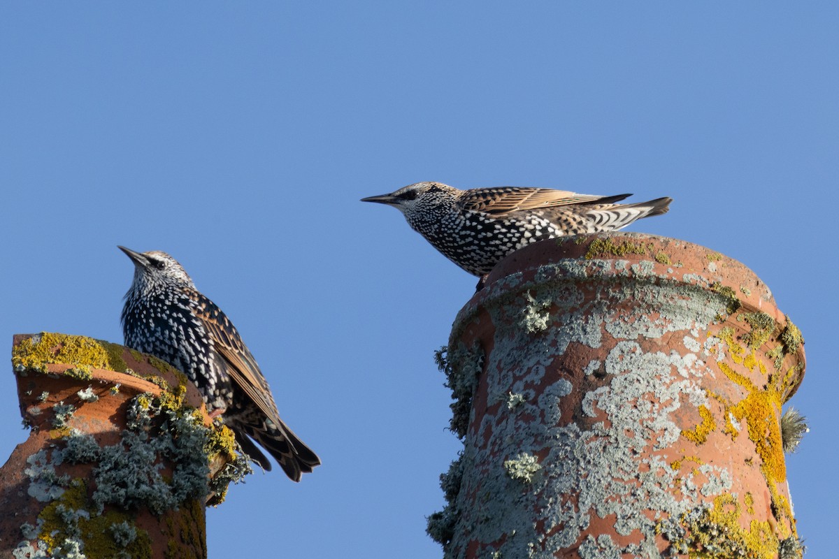 European Starling - ML643873327