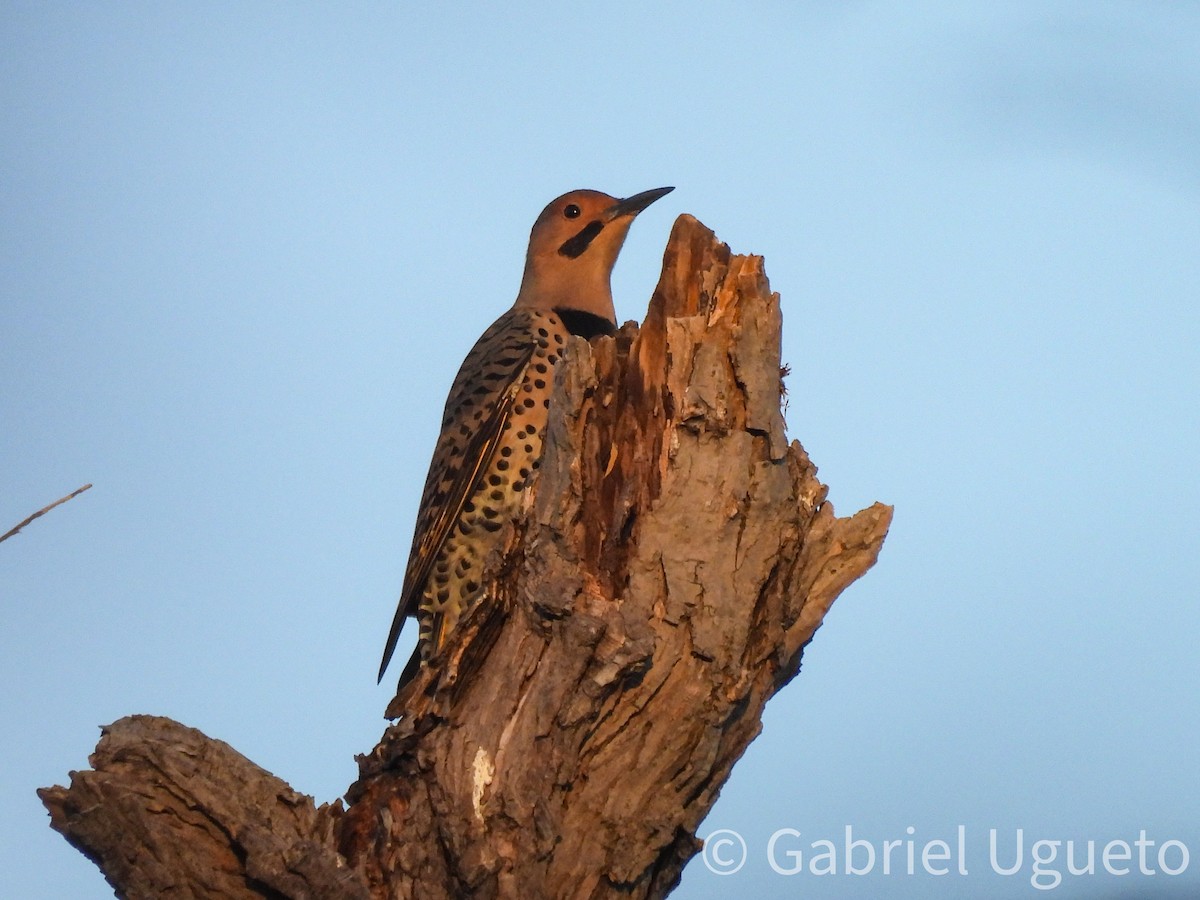 Northern Flicker (Yellow-shafted) - ML643873332