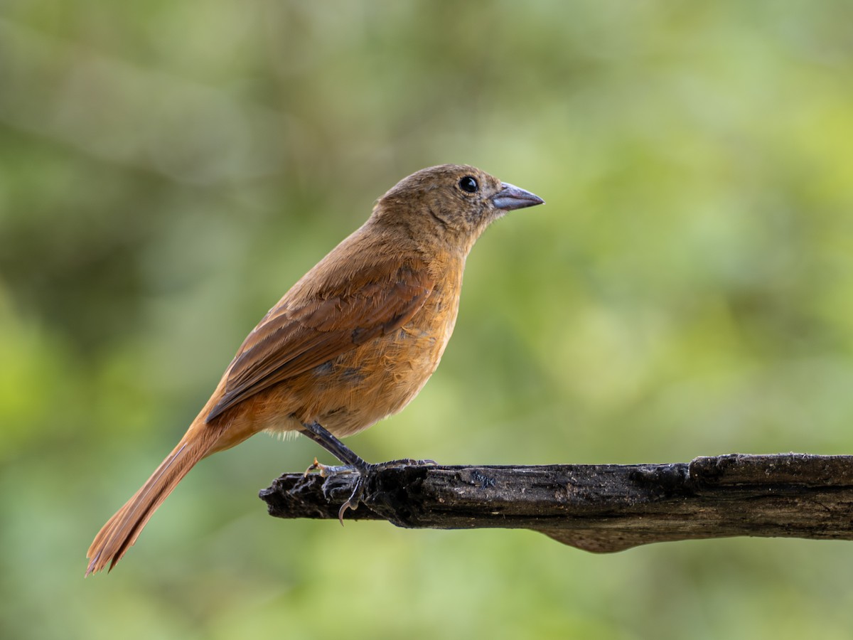 Ruby-crowned Tanager - ML643873346
