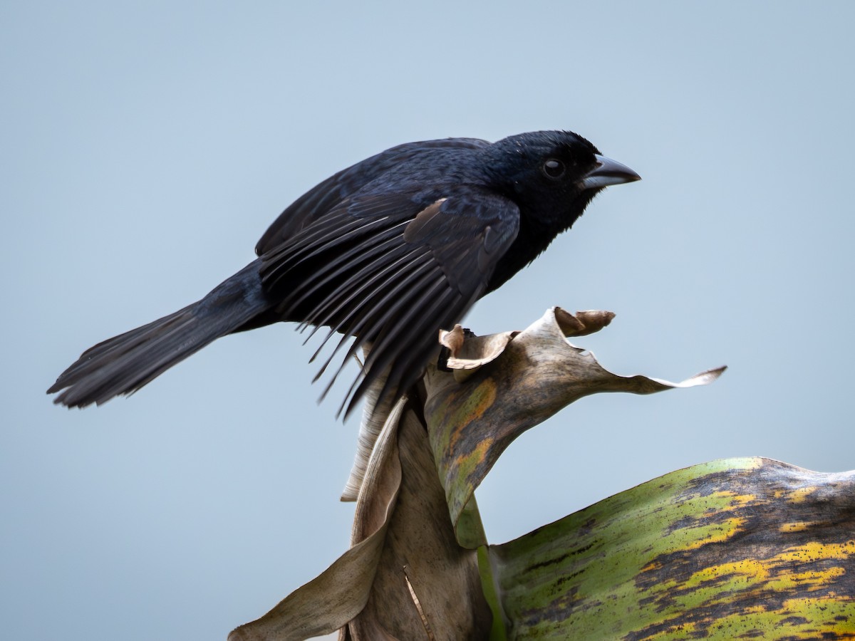 Ruby-crowned Tanager - ML643873347