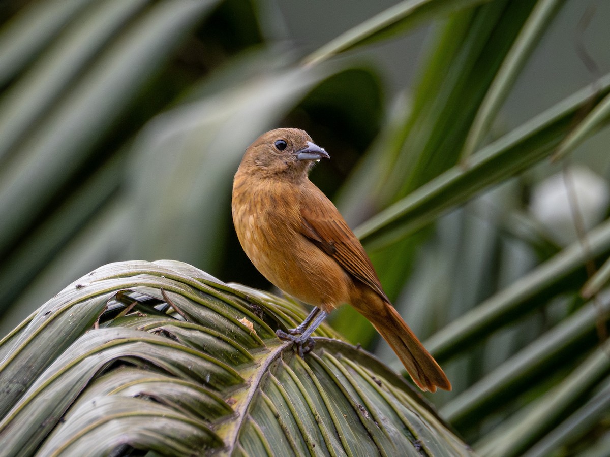 Ruby-crowned Tanager - ML643873348