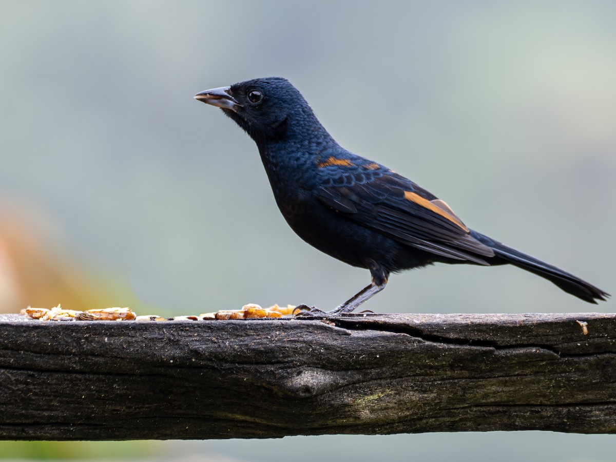 Ruby-crowned Tanager - ML643873349
