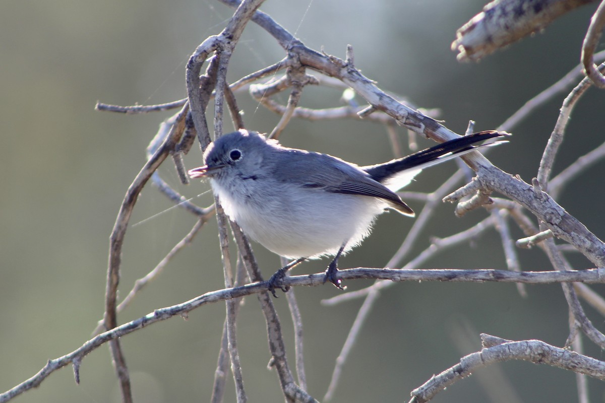 Blue-gray Gnatcatcher - ML643873378