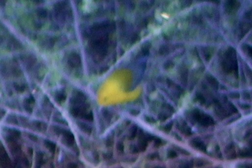 Prothonotary Warbler - ML643873386