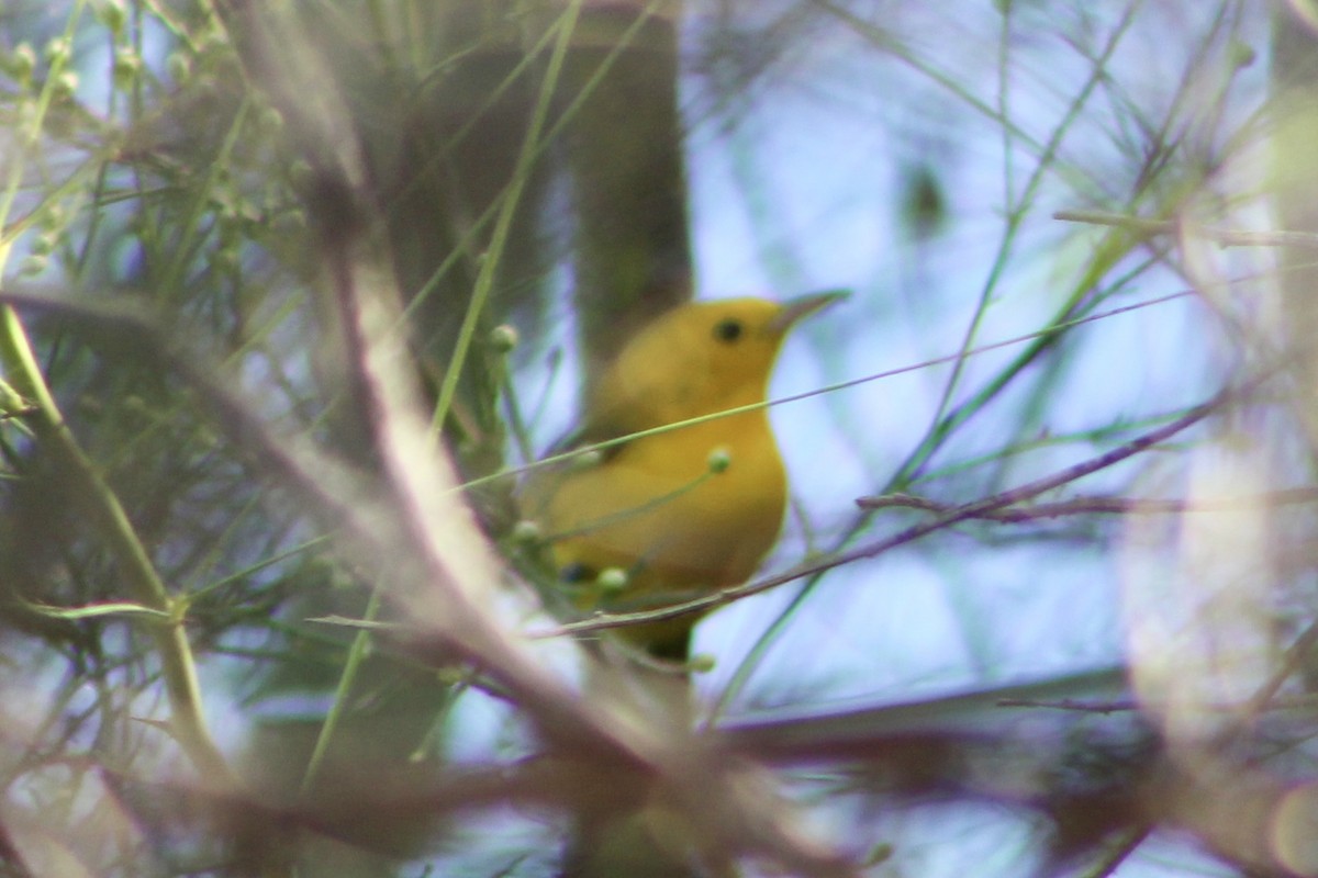 Prothonotary Warbler - ML643873387