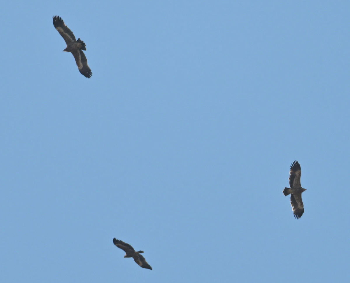 Steppe Eagle - ML643873406