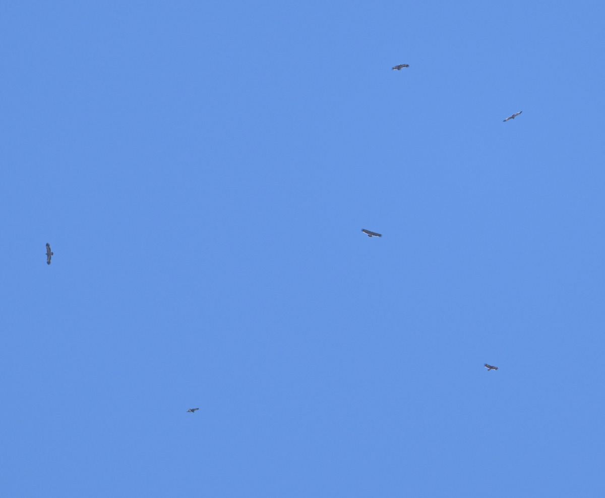 Steppe Eagle - ML643873409