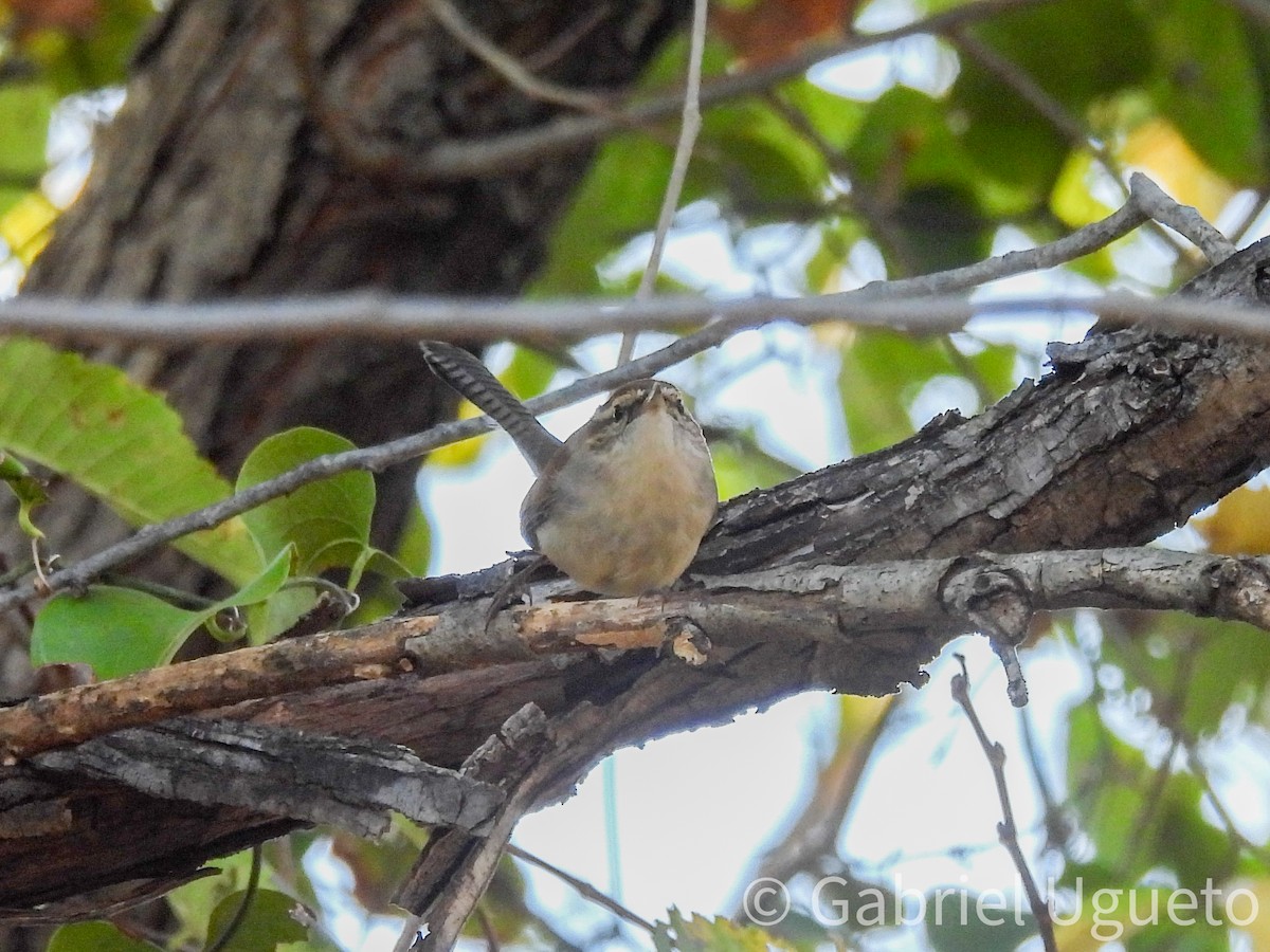 Bewick's Wren - ML643873411