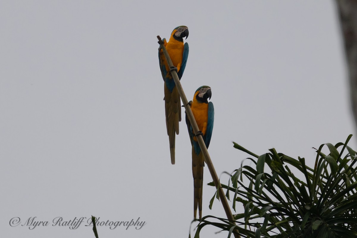 Blue-and-yellow Macaw - ML643873418