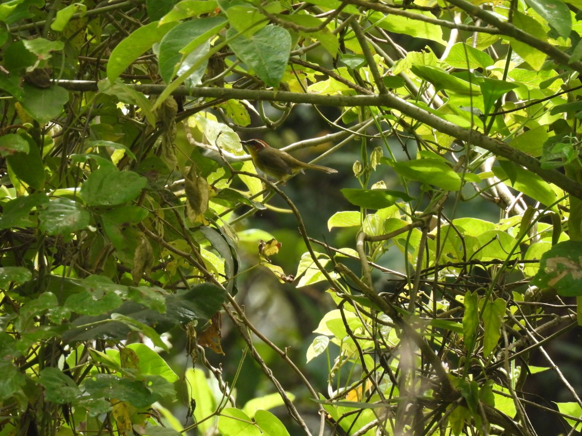 Rufous-capped Warbler (rufifrons Group) - ML643873427