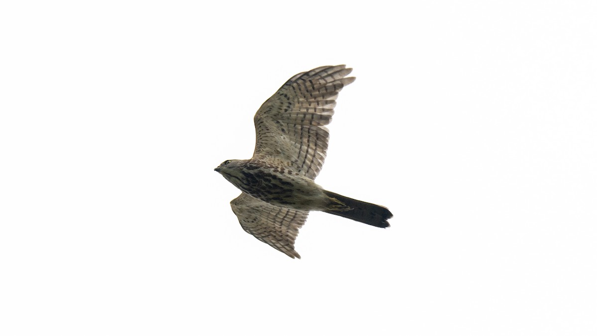 Aerospiza, Tachyspiza, Accipiter ou Astur sp. - ML643873433