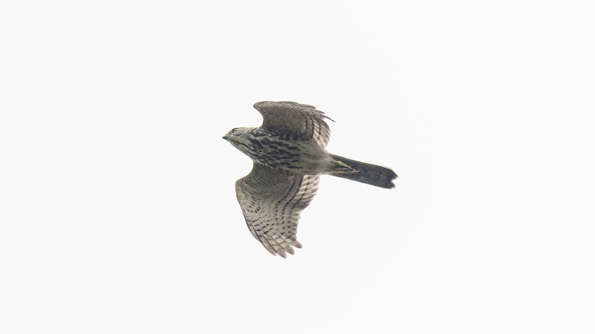 Aerospiza, Tachyspiza, Accipiter ou Astur sp. - ML643873434