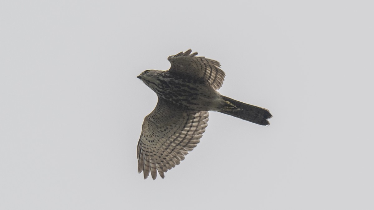 Aerospiza, Tachyspiza, Accipiter ou Astur sp. - ML643873435