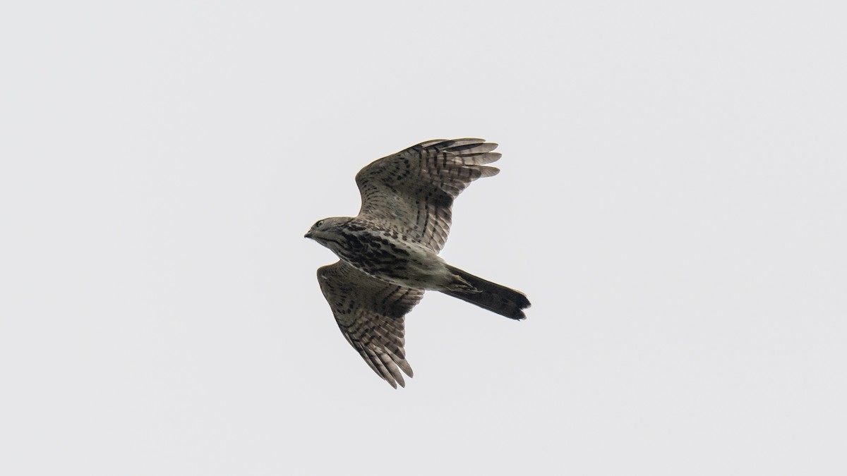 Aerospiza, Tachyspiza, Accipiter ou Astur sp. - ML643873436