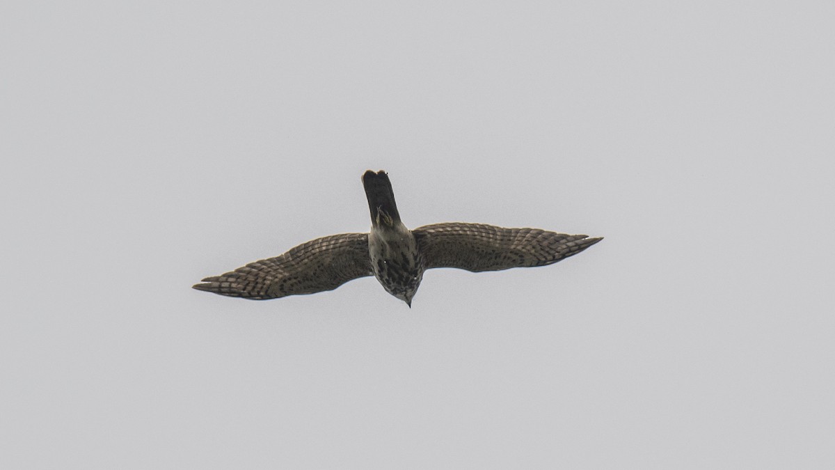 Aerospiza, Tachyspiza, Accipiter ou Astur sp. - ML643873437