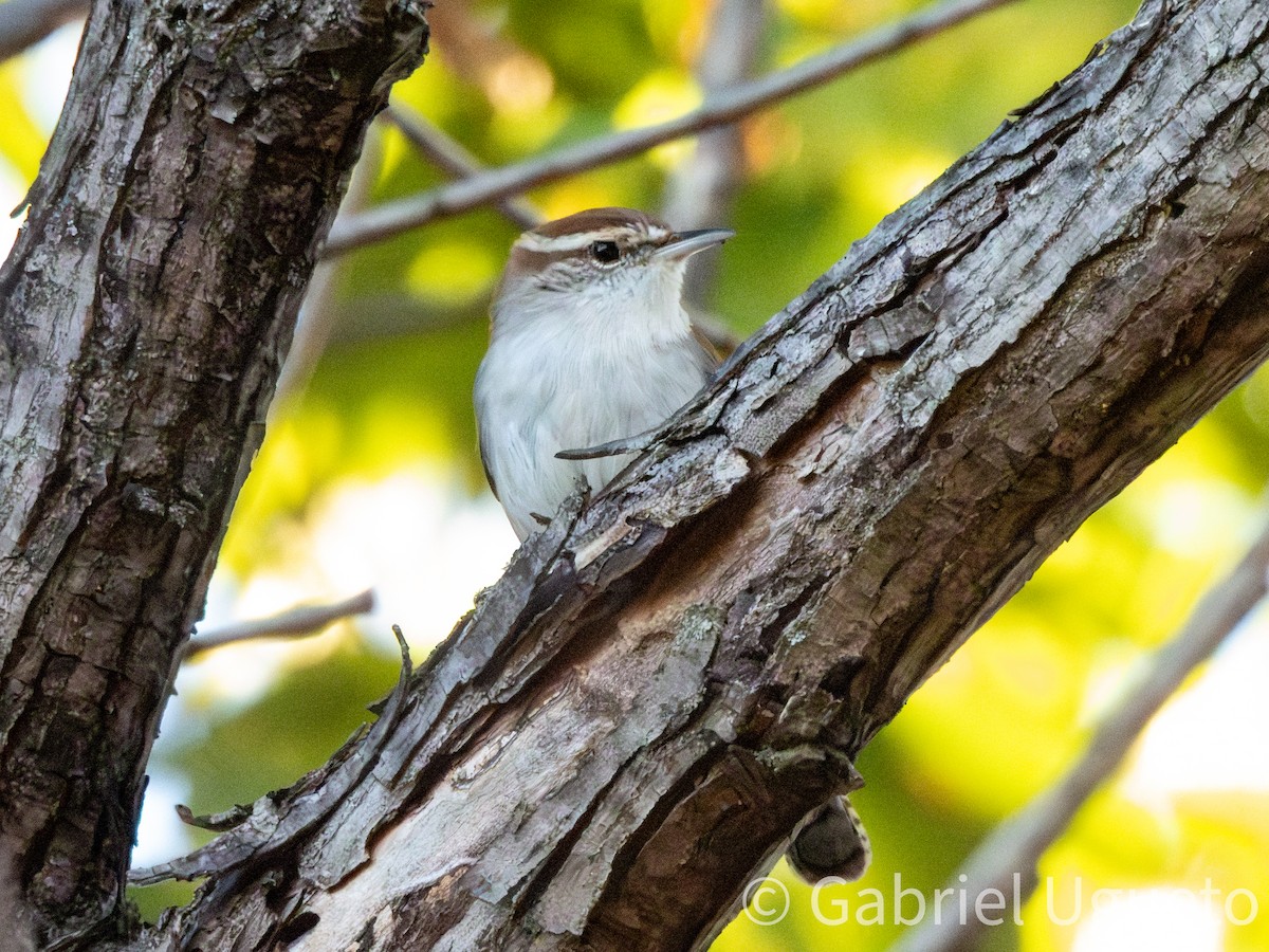 Bewick's Wren - ML643873445