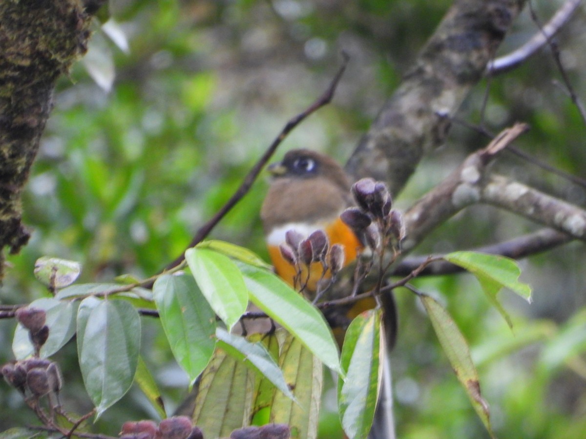 Collared Trogon - ML643873448