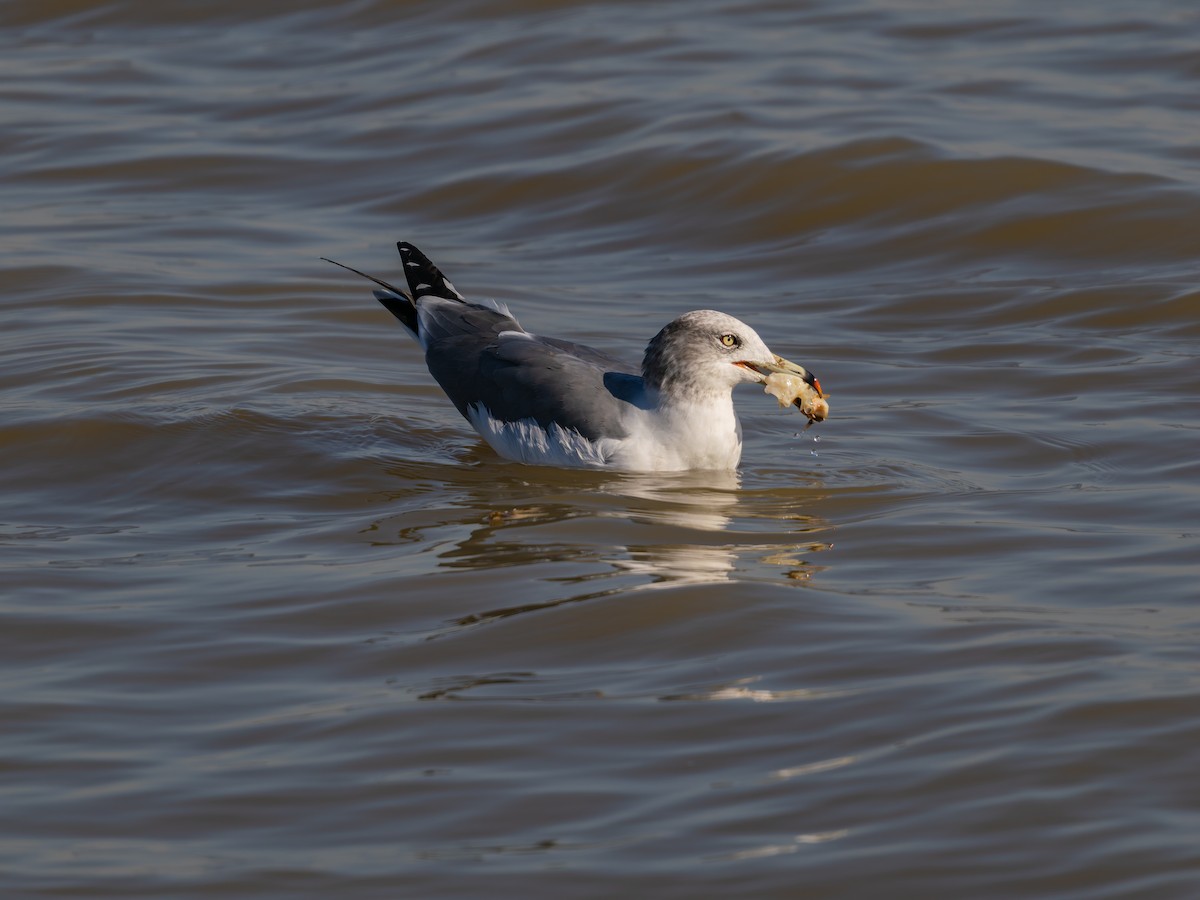黑尾鷗 - ML643873452