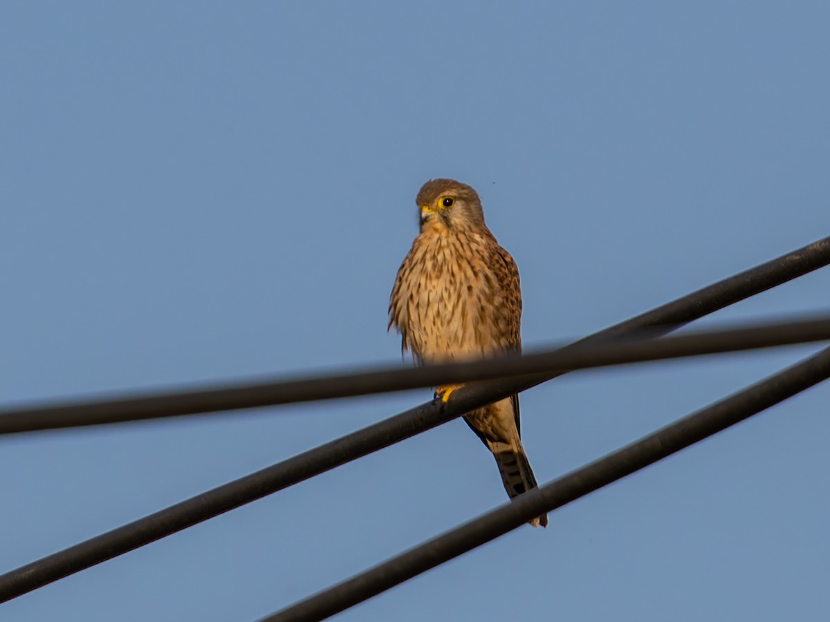 紅隼 - ML643873457