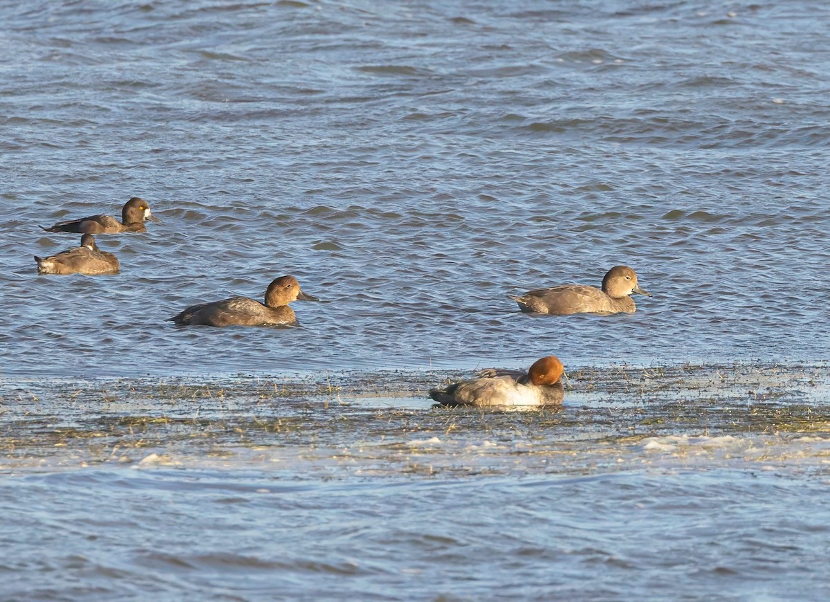 Redhead - ML643873458